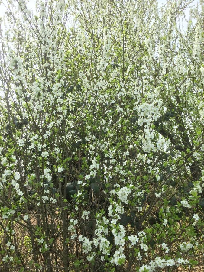 SourdevalLa Blanche Roche住宿加早餐旅馆 外观 照片